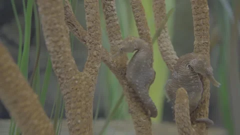 Aquarium00029679 Stock Footage 244223996