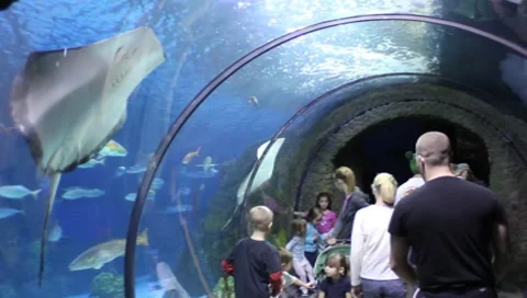 Aquarium1 Stock Footage 7747961