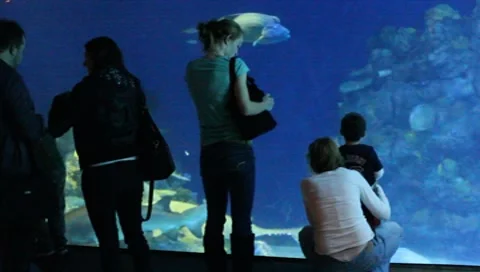Aquarium3 Stock Footage 7747982