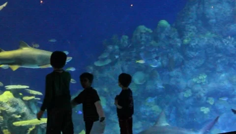 Aquarium4 Stock Footage 7747994