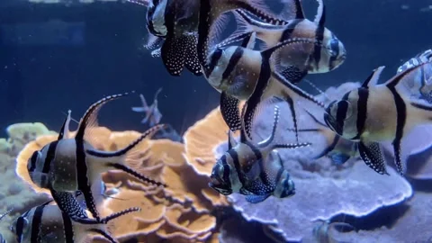 Aquariumfish Video stock 130685635