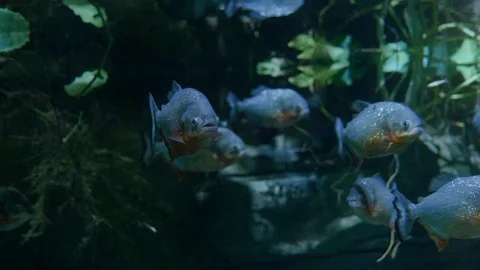 Aquarium.Fish posing in front of the camera. It has glowing spots on its scales. Stock Footage 121659317