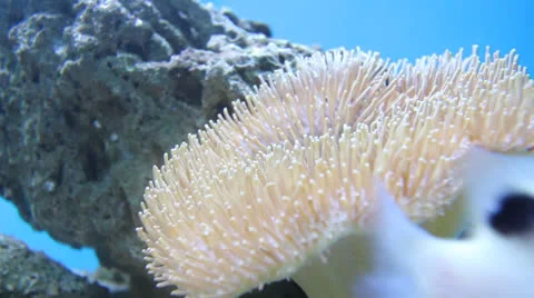 AquariumFish001 Stock Footage 22799702
