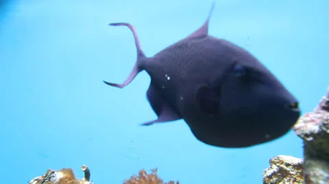 AquariumFish001 Stock Footage 22799708