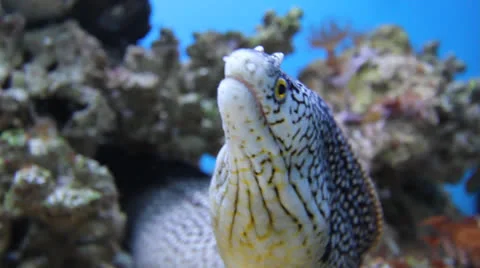 AquariumFish001 Stock Footage 22799722