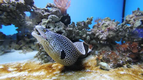 AquariumFish001 Stock Footage 22799742
