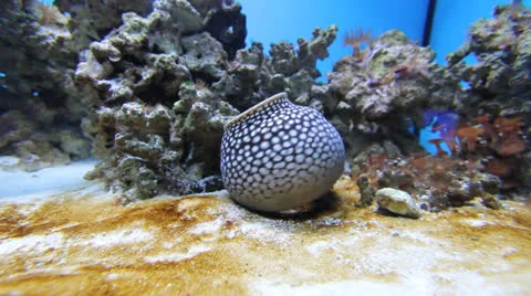 AquariumFish001 Stock Footage 22799753