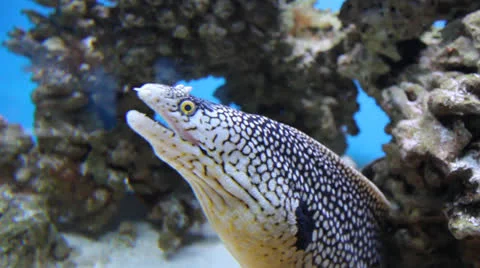 AquariumFish001 Stock Footage 22799781