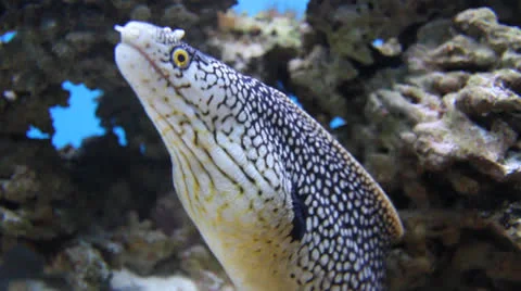 AquariumFish001 Stock Footage 22799788