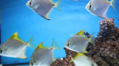 AquariumFish001 Stock Footage 22799800