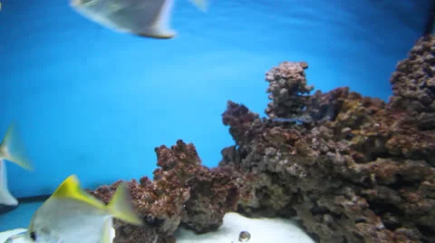 AquariumFish001 Stock Footage 22799815