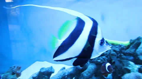 AquariumFish001 Stock Footage 22799820