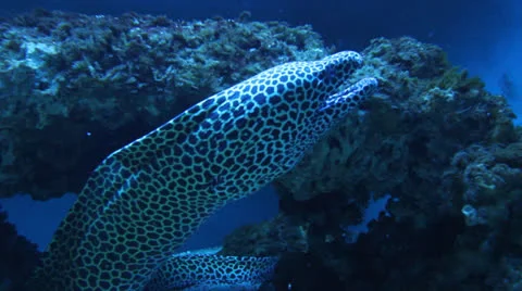 AquariumFish001 Stock Footage 22799852