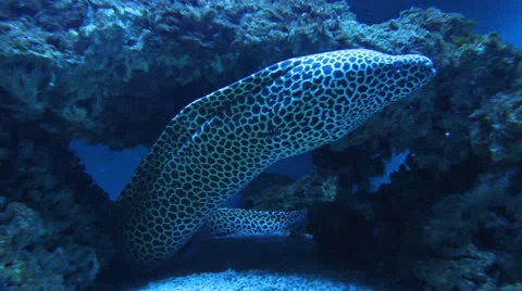 AquariumFish001 Stock Footage 22799862