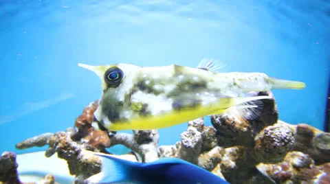 AquariumFish001 Stock Footage 22799887