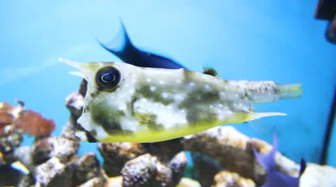 AquariumFish001 Stock Footage 22799894