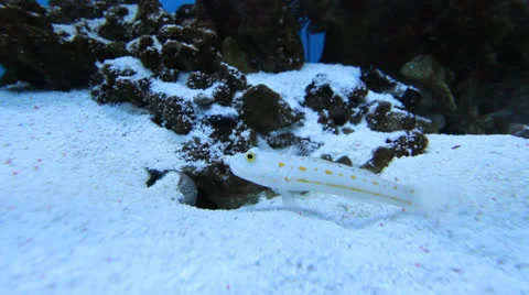 AquariumFish001 Stock Footage 22799921
