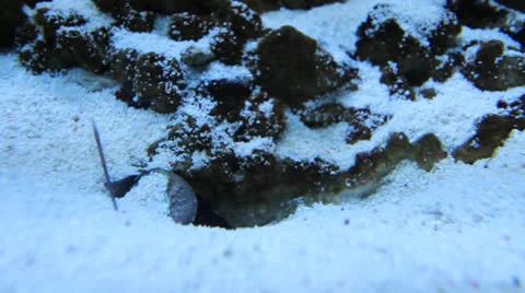 AquariumFish001 Stock Footage 22799952