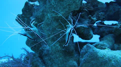 AquariumFish001 Stock Footage 22799963