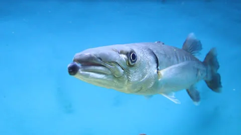 AquariumFish001 Stock Footage 22799973