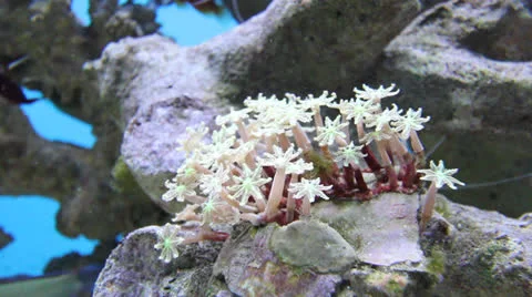 AquariumFish001 Stock Footage 22799992