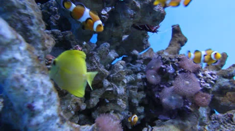 AquariumFish001 Stock Footage 22800008