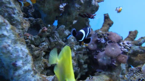 AquariumFish001 Stock Footage 22800025