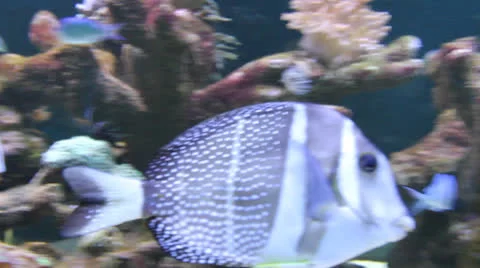 AquariumFish001 Stock Footage 22800042