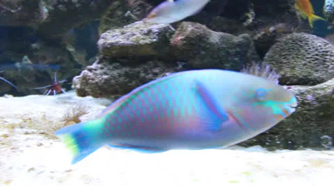 AquariumFish001 Stock Footage 22800045