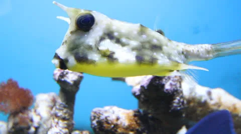 AquariumFish001 Stock Footage 22800047