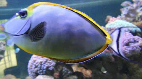 AquariumFish001 Stock Footage 22800075