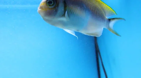 AquariumFish001 Stock Footage 22800079