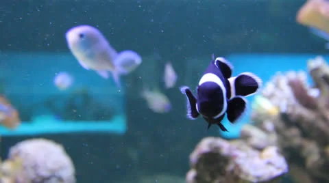 AquariumFish001 Stock Footage 22800091