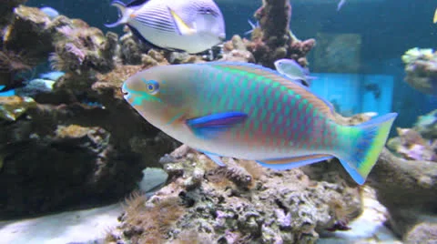 AquariumFish001 Stock Footage 22800106