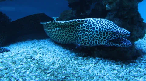 AquariumFish001 Stock Footage 22800145