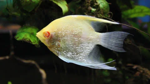 AquariumFish001 Stock Footage 22800147