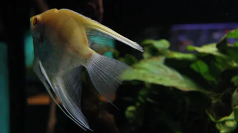 AquariumFish001 Stock Footage 22800151