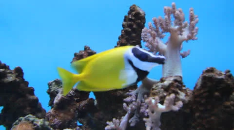 AquariumFish001 Stock Footage 22800154
