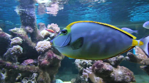 AquariumFish001 Stock Footage 22800160