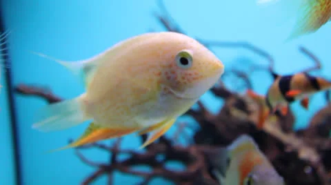 AquariumFish001 Stock Footage 22800174