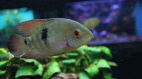 AquariumFish001 Stock Footage 22800177
