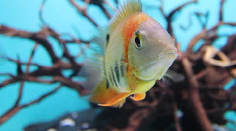 AquariumFish001 Stock Footage 22800187