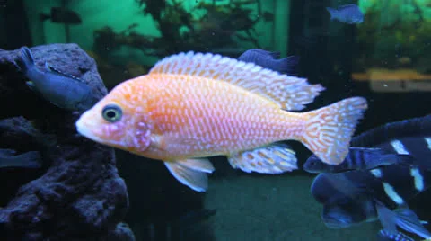 AquariumFish001 Stock Footage 22800193