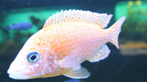 AquariumFish001 Stock Footage 22800197