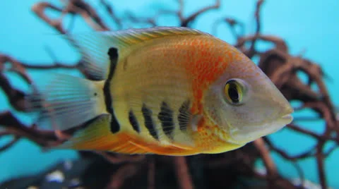 AquariumFish001 Stock Footage 22800208