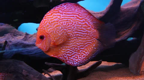 AquariumFish001 Stock Footage 22800209