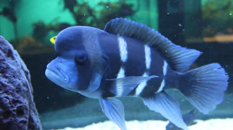AquariumFish001 Stock Footage 22800212