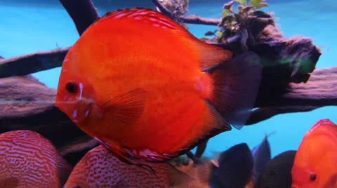 AquariumFish001 Stock Footage 22800225