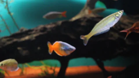 AquariumFish001 Stock Footage 22800233