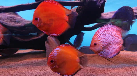 AquariumFish001 Stock Footage 22800238